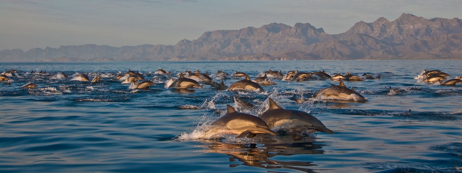 Manada de Delfines